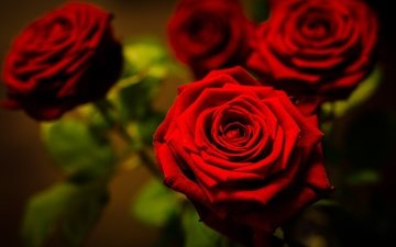 цветы, макро, фото, розы, красный
