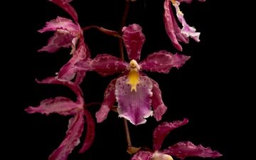 макро, цветок, лепестки, темный фон, орхидея