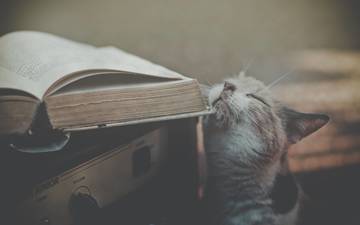 кот, ласкается, об, книжку