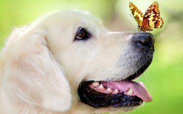 бабочка, собака, сидит, нежность, на, добрая, носу у белого пса