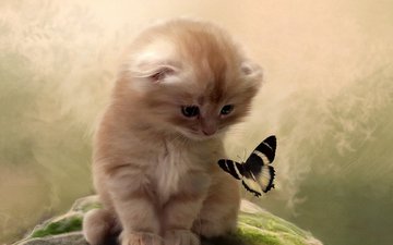 арт, взгляд, пушистый, котенок и бабочка, бело-черные крылья бабочки