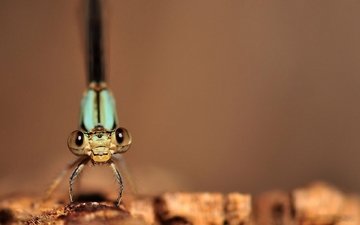 макро изображение стрекозы