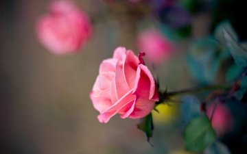 цветок, роза, лепестки, размытость, бутон, розовая