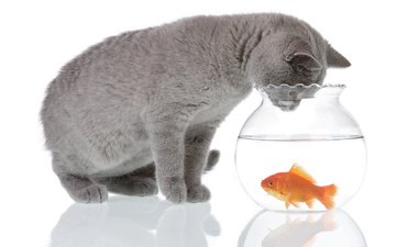 вода, кот, серый, животное, аквариум, рыбка