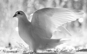 вода, крылья, белый, брызги, птица, перья, голубь