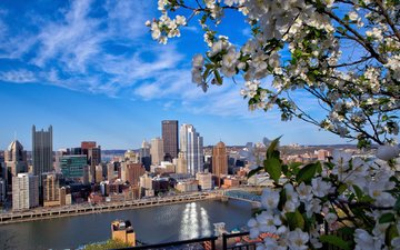 цветы, ветка, цветение, вашингтон, сша, весна, здания, питтсбург, питсбург
