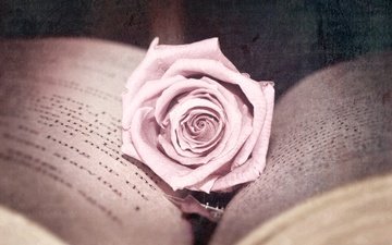 цветок, роза, обработка, розовая, книга, страницы