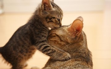 маленький, котенок балуясь, с мамой, обнял ее лапками, облизывает, ее, лобик.