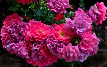 розы, лепестки, розовый куст