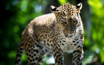 леопард, зверь, лучи света, сингапур, зоо