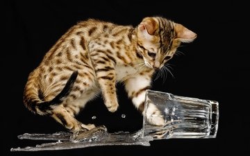 которая, фото кошки, перевернула, стакан с водой и испугано, отпрыгивает, назад.