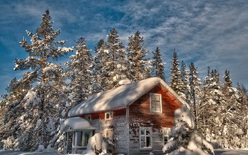 деревья, снег, зима, дом, елки, старый