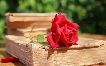 макро, роза, лепестки, красная, книга, страницы