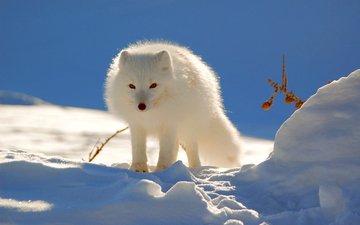 снег, зима, песец, полярная лисица