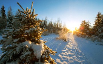 дорога, деревья, снег, закат, зима, пейзаж, солнечные лучи