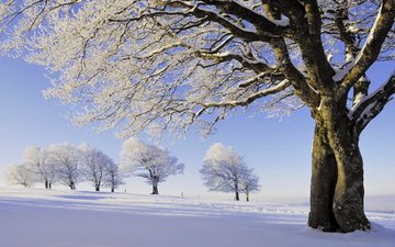 деревья, снег, природа, зима, иней