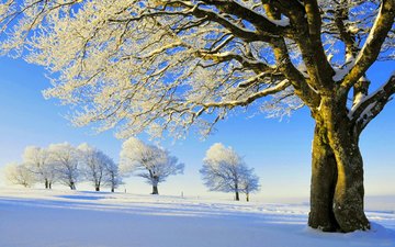 деревья, снег, дерево, зима, поле, ветки, иней