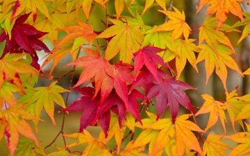 листья, макро, осень, клен, кленовый лист, осенние листья