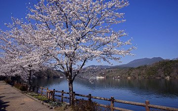 река, пейзаж, япония, весна, сакура
