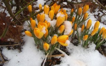 цветы, снег, природа, весна, крокусы, первоцветы