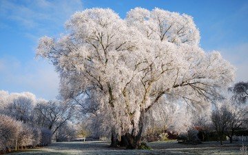 снег, природа, дерево, зима, на природе