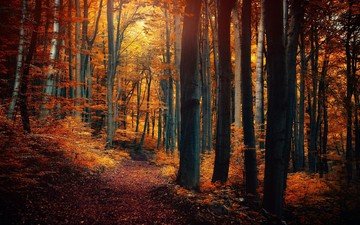 природа, дерево, лес, листья, осень, тропинка
