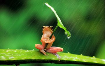 фон, листок, лягушка, дождь