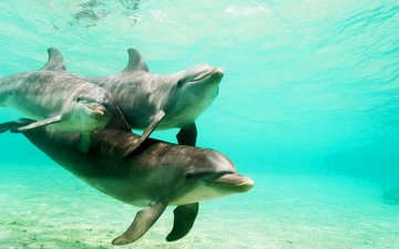 вода, природа, море, семья, дельфины
