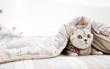 кот, кошка, взгляд, одеяло
