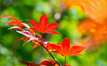 ветка, листья, осень, клен, японский