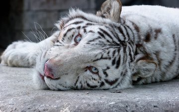 тигр, морда, взгляд, белый