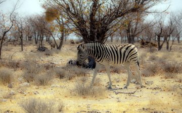 природа, зебра, африка