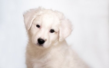белый, собака, щенок