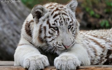 тигр, белый, хищник, тигренок, оррр