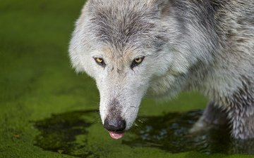 водоем, хищник, язык, волк