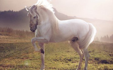 лошадь, трава, природа, фон, белый, конь, жеребец
