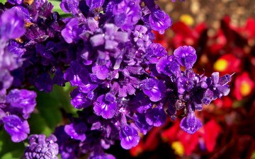цветы, макро, роса, красиво, фиолетовые