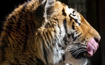 тигр, морда, хищник, профиль, темный фон, язык, дикая кошка