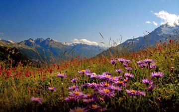 цветы, горы, долина
