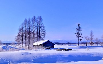 деревья, снег, зима, поле, дом