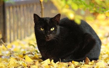 листья, кот, кошка, осень, черный