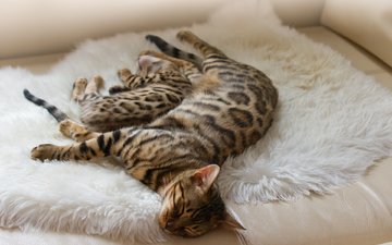 коты, отдых, кошки, спят, окрас, бенгальские коты, бенгальская кошка