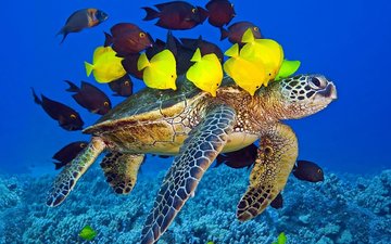 рыбки, черепаха, рыбы, кораллы, подводный мир, морская черепаха, зебрасома, зебрасомы