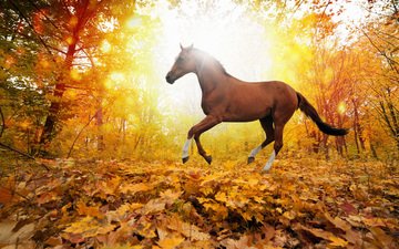 лошадь, деревья, природа, листья, осень