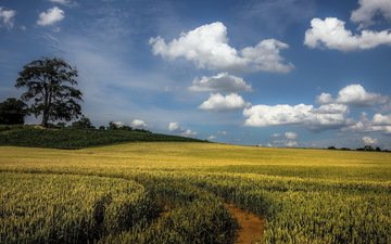 небо, облака, дерево, пейзаж, поле