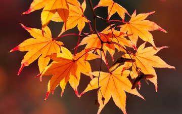 ветка, листья, макро, осень