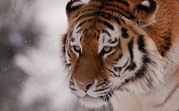 тигр, морда, снег, хищник