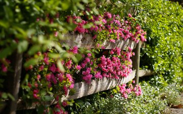 цветы, природа, забор, ограда