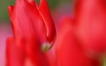 фокус камеры, цветок, красные, красный, тюльпан
