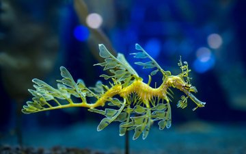 аквариум, leafy sea dragon, морской дракон